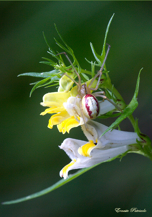 Enoplognatha sp.